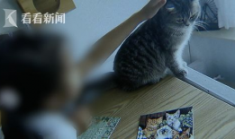 打猫视频,打猫视频引发社会关注与反思